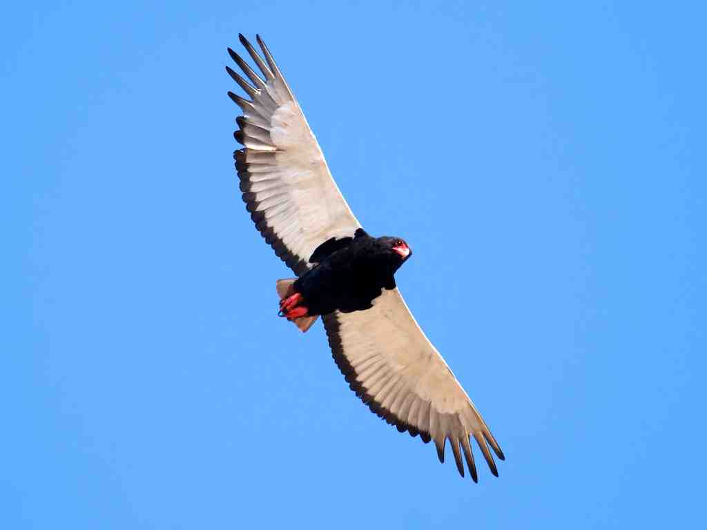 ⁴ The Bateleur's love is a functional traditional kind of love, no PDA but max loyalty & dependability Did you know: They are one of the few raptor species with sexual dimorphism, you can tell them apart while perched and also while in flight  & 