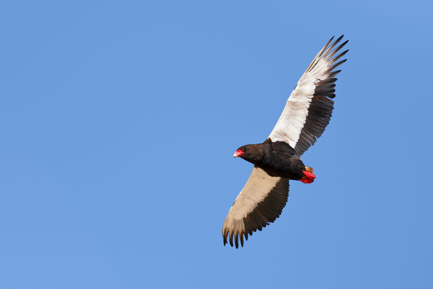 ⁴ The Bateleur's love is a functional traditional kind of love, no PDA but max loyalty & dependability Did you know: They are one of the few raptor species with sexual dimorphism, you can tell them apart while perched and also while in flight  & 