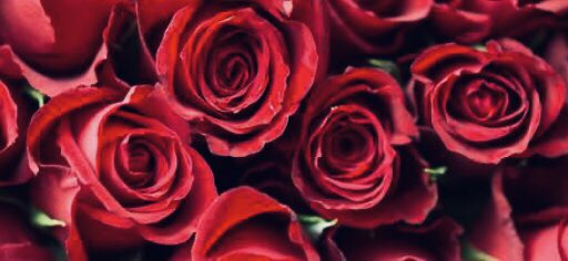 SalemAMB's tweet photo. Good #SundayFunday everyone! #HappyValentinesDay. I just noticed I am a few followers short of 700! 😻 https://t.co/mu10acsbSd