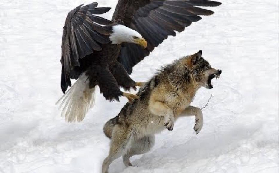 Нападение орлов. Белоголовый Орлан на охоте. Белоголовый Орлан и волк. Беркут vs Орел. Охота Беркута на волка.