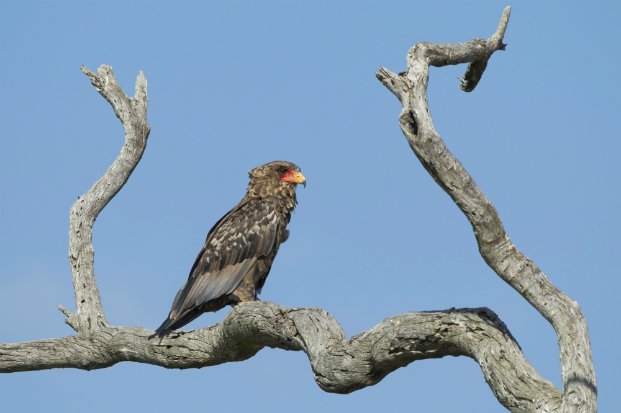 ⁷Bateleur babies are proof that these stop nonsense tough birds have a soft loving side. I mean, they are not the cutest, takes a while to be. & from the photos above, I've had a friendship with one, he was very possessive, I'd say that about their love, it's possessive lol 