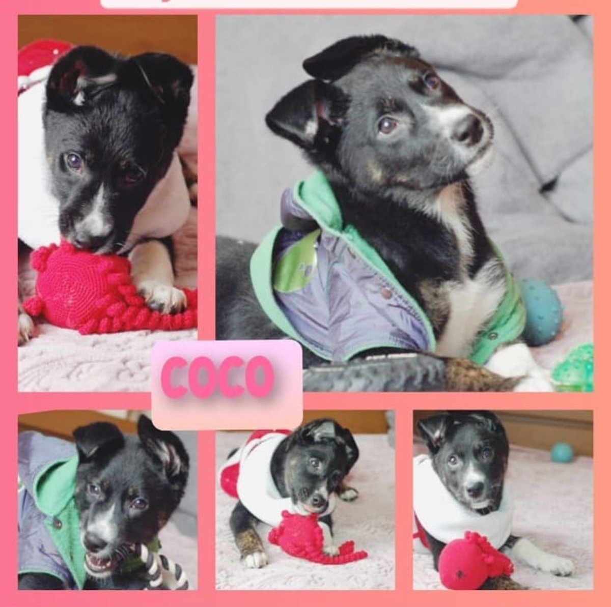 LÜTFEN RT DESTEĞİ

İSTANBUL ACİL YUVA
İletişim:05343606019

Coco 3 aylık melez bir köpek sokakta bulunduğunda arka ayakları ve kafası tutmuyordu tam tedavisi bitti iyileşti dedik ancak ne yazık ki artık Coco'nun kulakları duymuyor onu anlayacak ve terk etmeyecek bir aile arıyor.