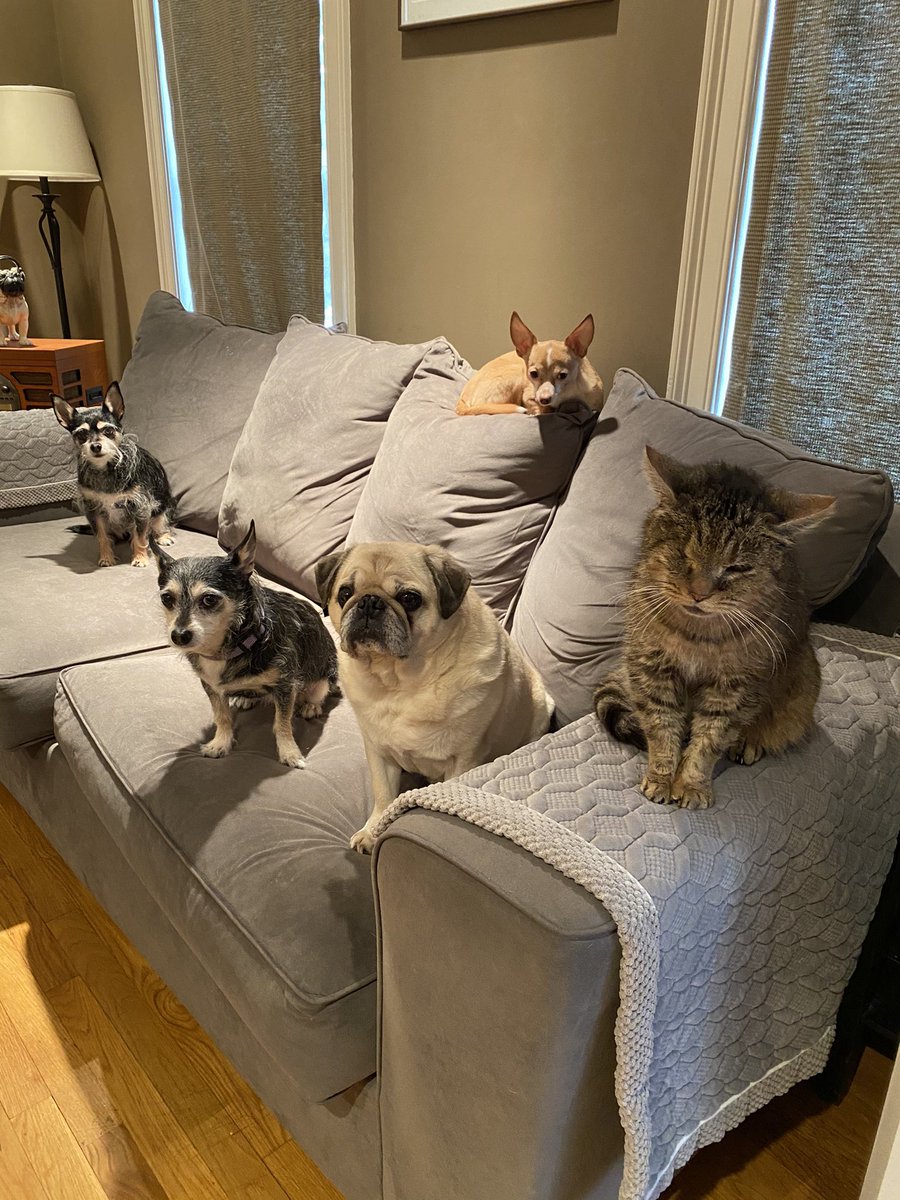 Pugnado 🐾🌪 tweet media