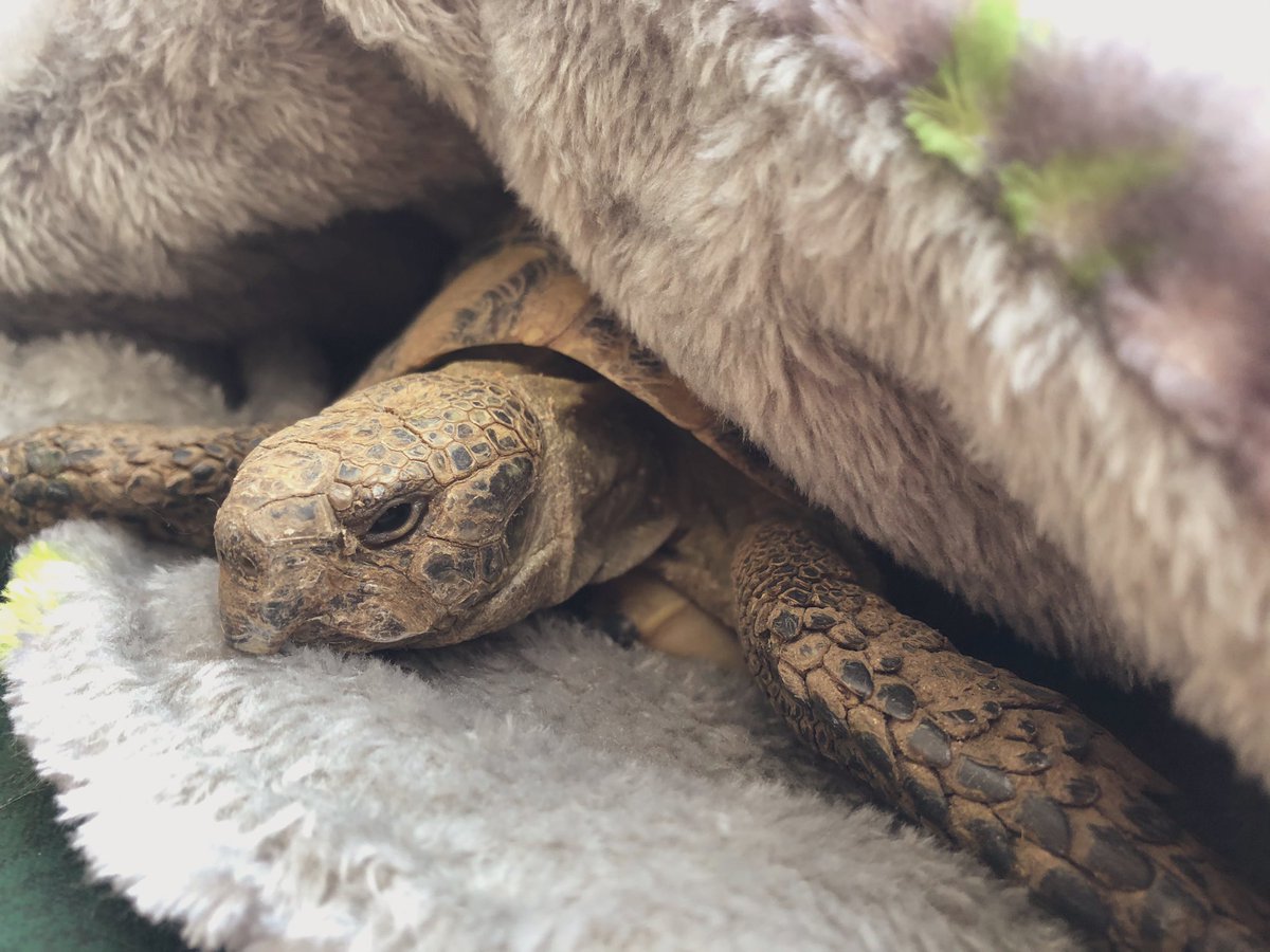 TheHappyWriter4's tweet photo. Mrs Speedy is awake and alive from hibernation ❤️ love you Mrs Speedy! She looks so cosy! #pawgeousgifts #pets #tortoise #family #sundayvibes #love #HappyValentinesDay https://t.co/62HXtPt9SR