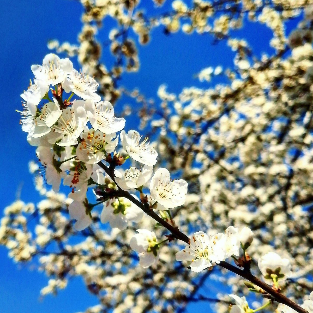 Miraj_Gilani's tweet photo. باغ آزاد کشمیر میں بہار کا موسم
گھر کے آنگن میں لی گئی تصاویر
#spring_collection
#ادب_کا_سفر
#سوچ_کا_سفر https://t.co/duTt74r5sS