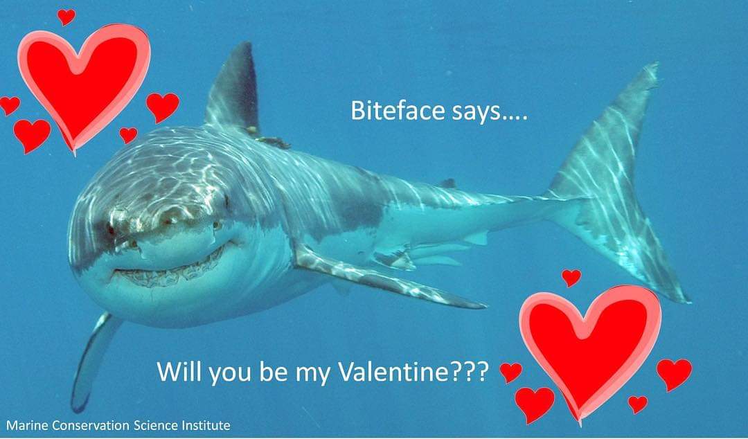 MarineShitposts's tweet photo. Happy Valentines day to all you jawesome people!! https://t.co/gGN7AeiJiN