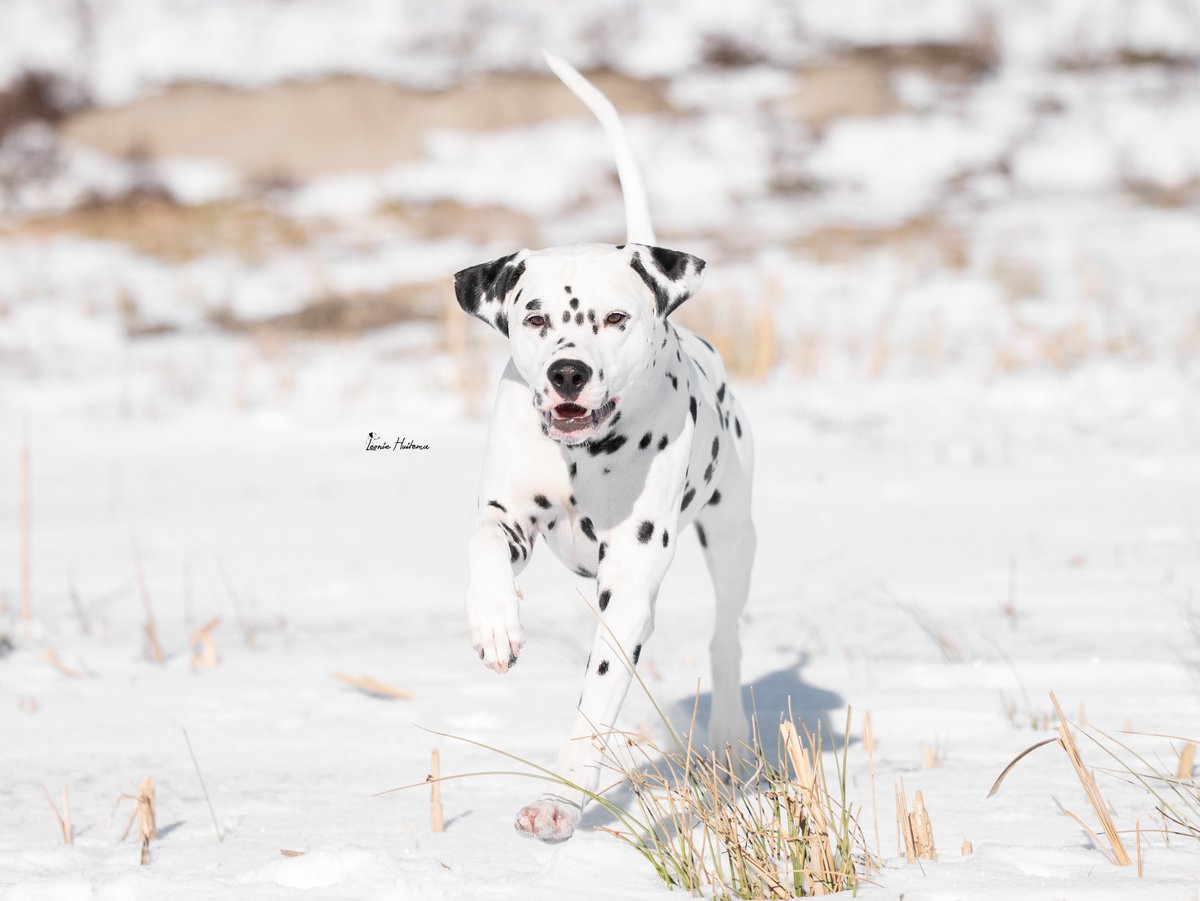 Kykado's tweet photo. Our boy is becoming a man 💙
Yesterday we went for a winter photoshoot made by Leonie Huitema. And of course Leonie made so many beautiful photo's we couldn't choose 😉 Thank you !! https://t.co/xAEXogyEgt