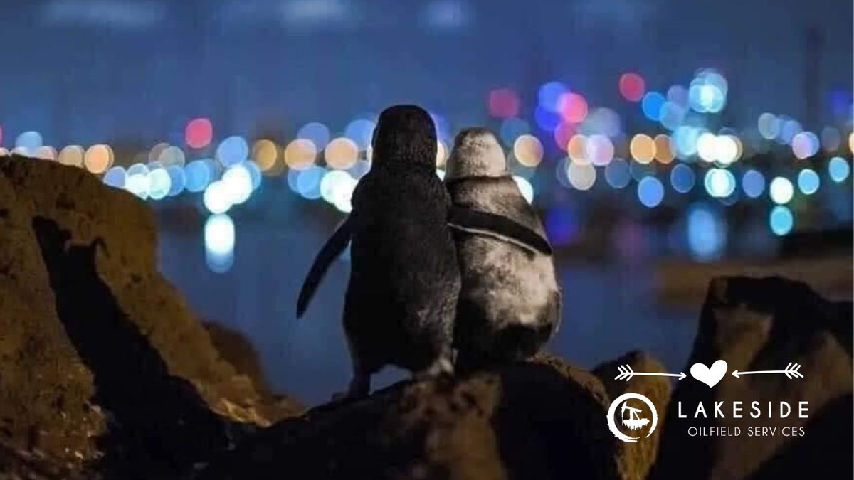 LakesideTowTrac's tweet photo. Happy Valentines Day to all you "hoomans" out there! https://t.co/Na3Ac8smEG