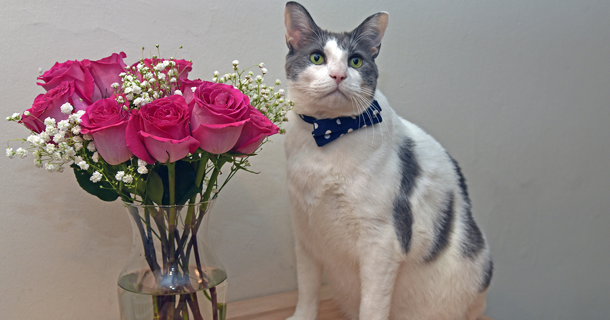CatFoodBreath's tweet photo. It took Randall's human an hour to travel to the store, choose flowers, and bring them back for #ValentinesDay.

It took Randall less than 5 minutes to break the vase, eat the baby's breath, and bunny kick the roses to pieces. https://t.co/HWbJECP4Mp