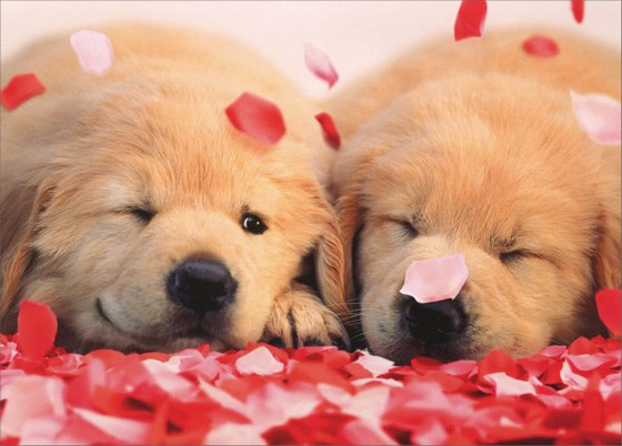 HopesHereMD's tweet photo. Happy Valentines Day from Hope's Here Animal Rescue! Sponsor a special kitty or pups care today and be their Valentine! Click the link for a secure donation.
https://t.co/gUG6L9BlIx https://t.co/Z4qrMrCK5r
