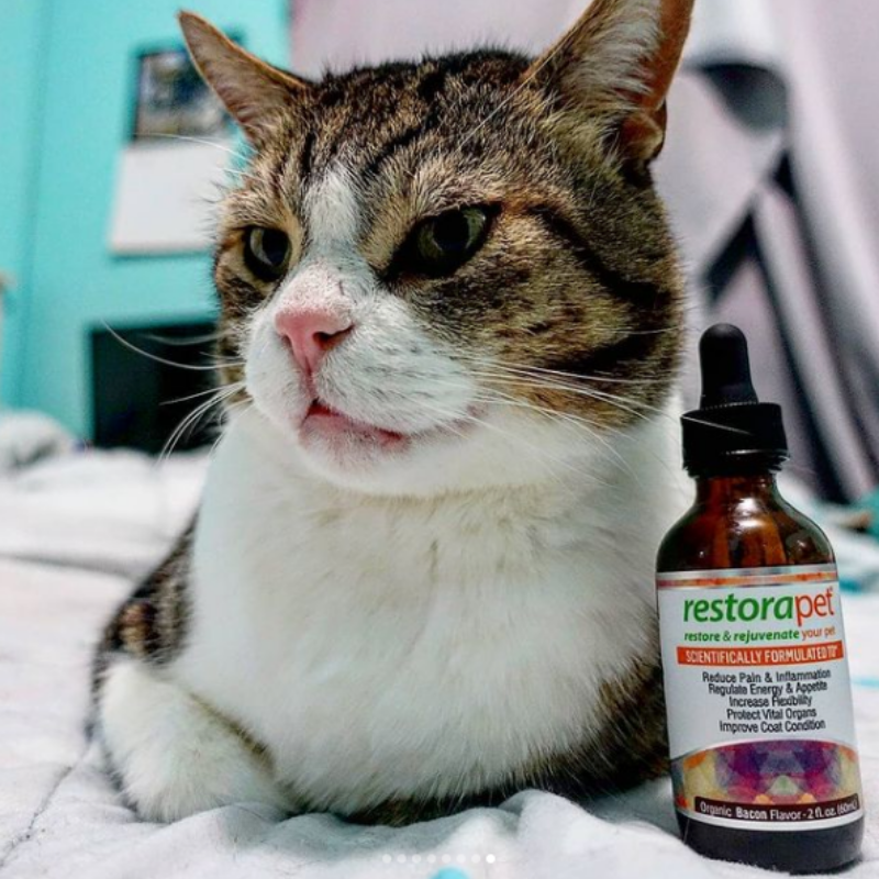 RestoraPet tweet media