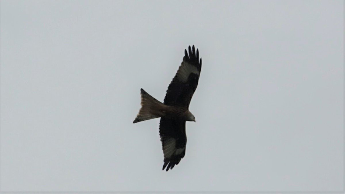 adam_eldrett's tweet photo. Sometimes I wonder what would be possible with a proper SLR camera! maybe one day but canโt afford such wizardry! #kitewatch continues https://t.co/WtYgM0gCFv