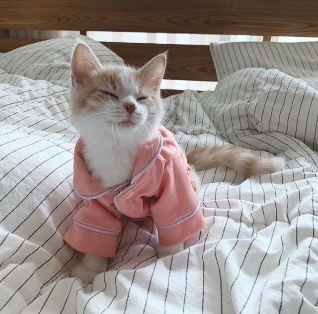 Why you should have a cat tweet media