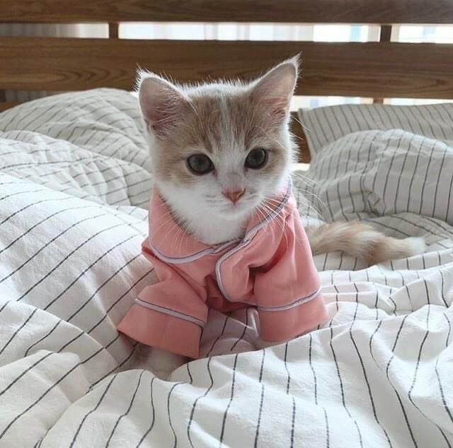Why you should have a cat tweet media