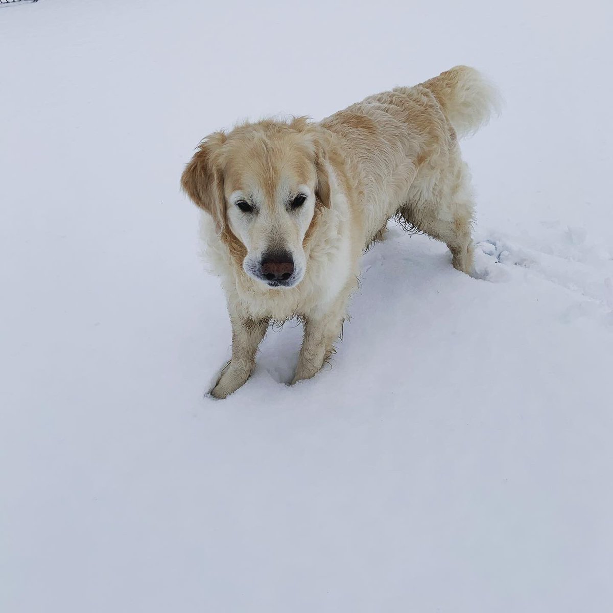 KtennisL's tweet photo. Court inspection @KelsoOrchardTC today by our trusty mascot Chester! Great fun @BillieBallDog Still covered but melting slowly, fingers crossed for play soon ❄️🎾 @JudyMurrayFdn @Miss_Hits @the_LTA https://t.co/TRHK5rQZQv