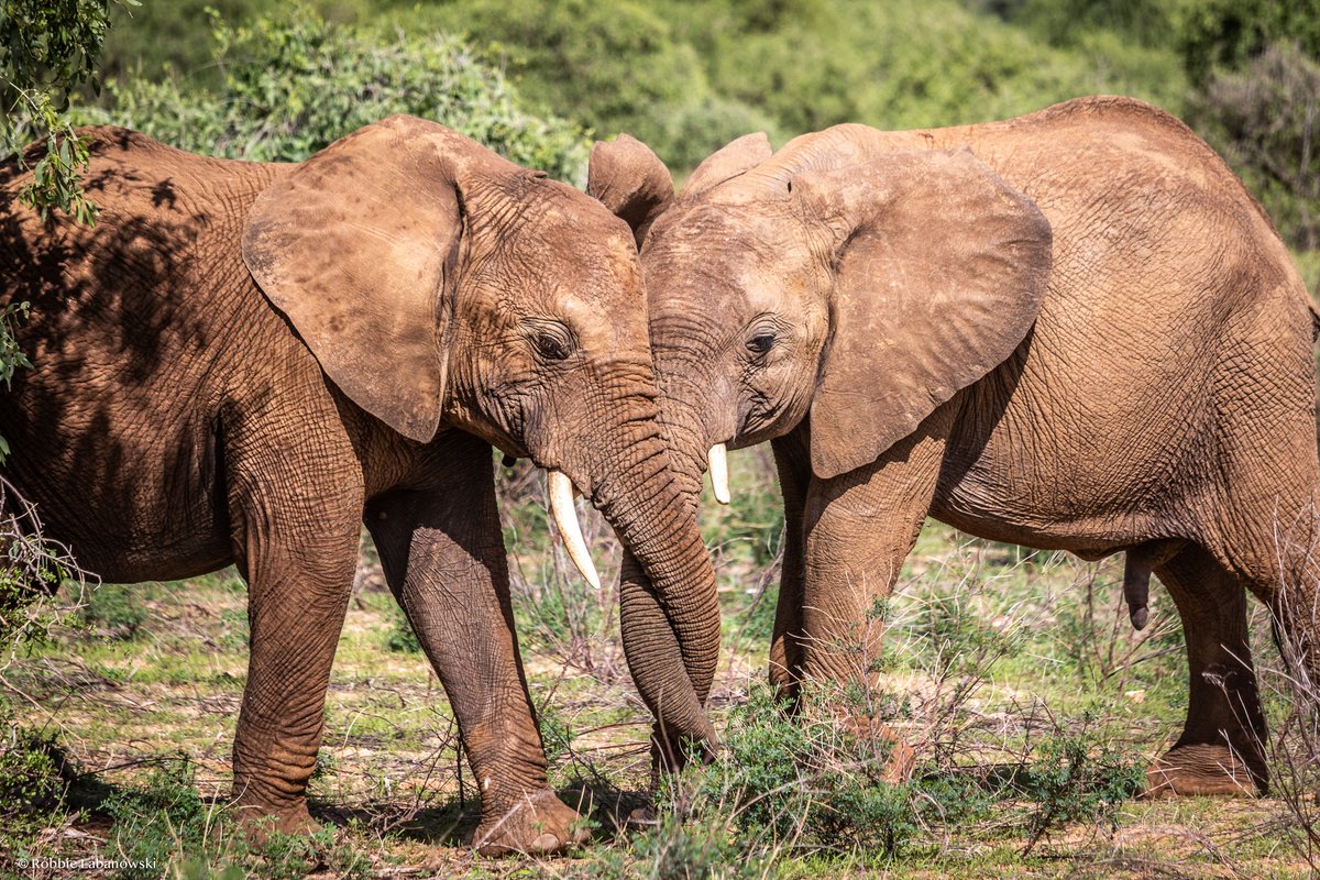Save The Elephants Ste Kenya Twitter Save The Elephants Ste Kenya Twitter