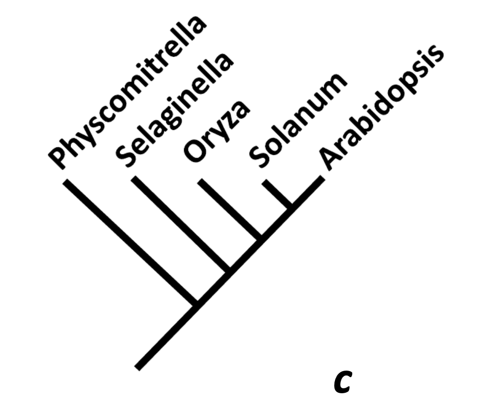 mweiss_tue's tweet photo. #TreeThinking

'Basal' lineages .... Many of us still cling to old habits of a sort of teleo-evolution. Let's be careful with language.

Both (b) and (c) are state of the art. Is Homo 'basal'?
(Physcomitrella is a bryophyte).

 @mcdaniellab in https://t.co/Nq6msScUn3 https://t.co/4MesxwRhAa