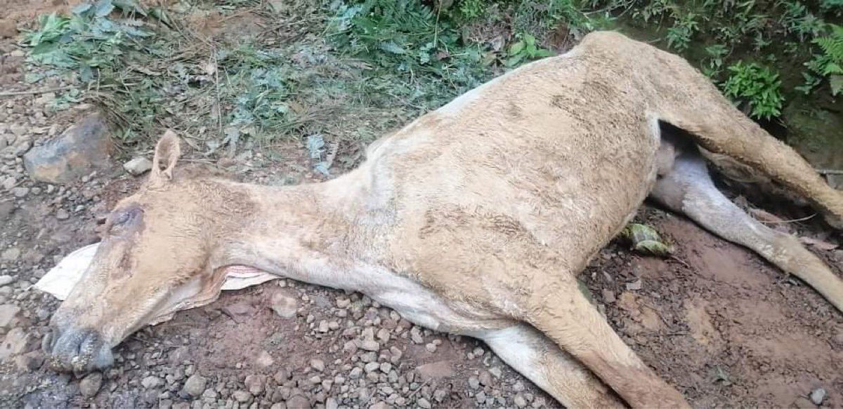 SANCOLIBARRA's tweet photo. #Domingo con lágrimas en los ojos e impotente recibo noticia de su fallecimiento pese esfuerzos #ZonaRural #Jamundi abandonado 😢🐺🥵 #HastaCuando @PlataformaALTO @ProteccionPonal @FiscaliaCol @reporteroanimal @NoticieroAnimal @CarrillonavasG @GSocialValle @CaliWebCo https://t.co/KUeeuIoTst