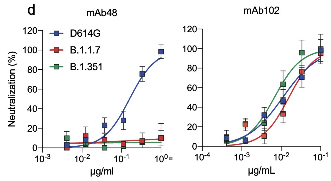 We then test the sensitivity of the three viral strains to two anti-RBD antibodies, mAb102 and mAb48.MAb102 similarly neutralized the three viral strains, but mAb48 was inactive against B.1.1.7 and B.1.351 variants 6/16