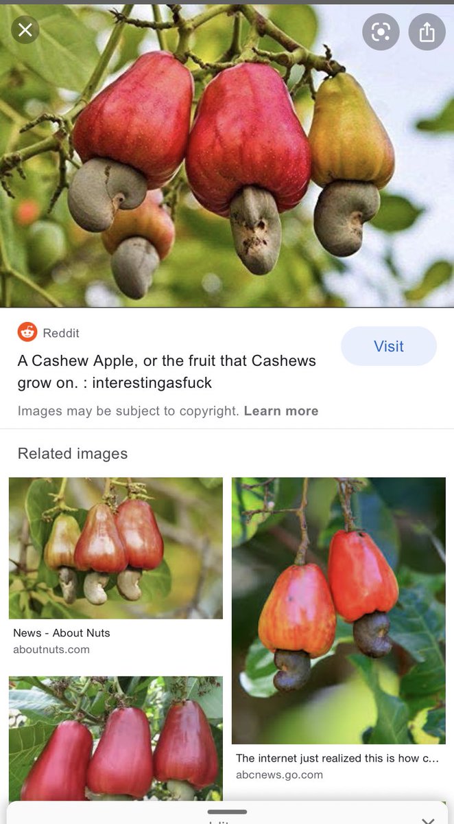 annaholmes1994's tweet photo. One thing I learnt today.this is how cashews grow.. 🤯 https://t.co/3xMARvPGdZ