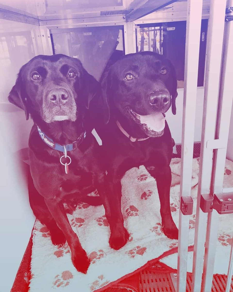 HantsFireDogs's tweet photo. However you're spending your day, #USAR Dog Harley and #FI Dog Hoodie wish you a happy #Valentines day ❤
#HantsFireDogs #HantsFire #TeamHants #DogsWithJobs #DogsofTwitter #BlackLab #Labrador https://t.co/IBFVGERpRh