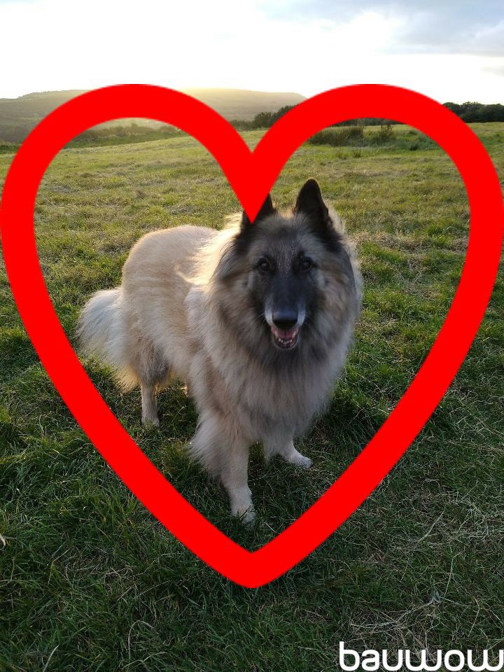 Bauwowworld's tweet photo. Had enough of all the negativity of social media? Give Bauwow a try and you will find a lovely, friendly and supportive community for pet owners and their pets.
👉 https://t.co/gi7NvioBZs
Join Bauwow and you won’t regret it! ❤️ https://t.co/FqSJODa5Gn