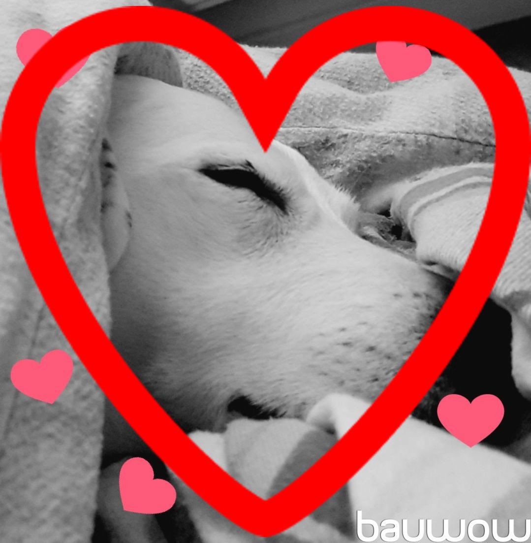 Bauwowworld's tweet photo. https://t.co/NOfTZmDVVI