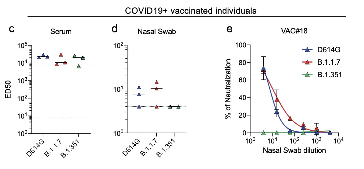 We also analyzed three vaccine recipients who were previously infected by SARS-CoV-2.Their neutralizing titers were strikingly high at week 2 in their sera and two out of the three displayed a neutralizing activity against D614G and B.1.1.7 in their nasal swabs.12/16