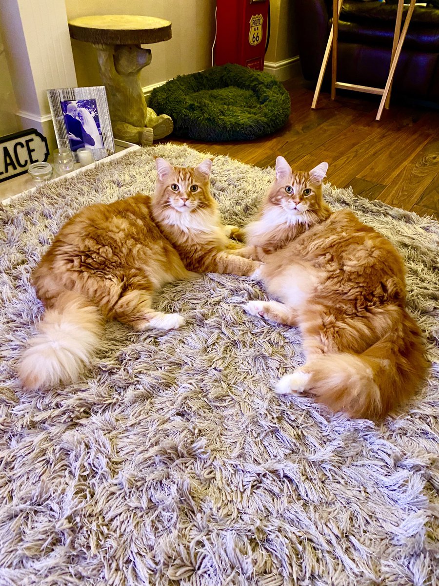 GoodMcDo's tweet image. My lovely ginger Valentine’s boys. Happy Gotcha day ⁦@buddy_gizmo⁩ we are so lucky to get to share your home with you 🧡🦁😻
