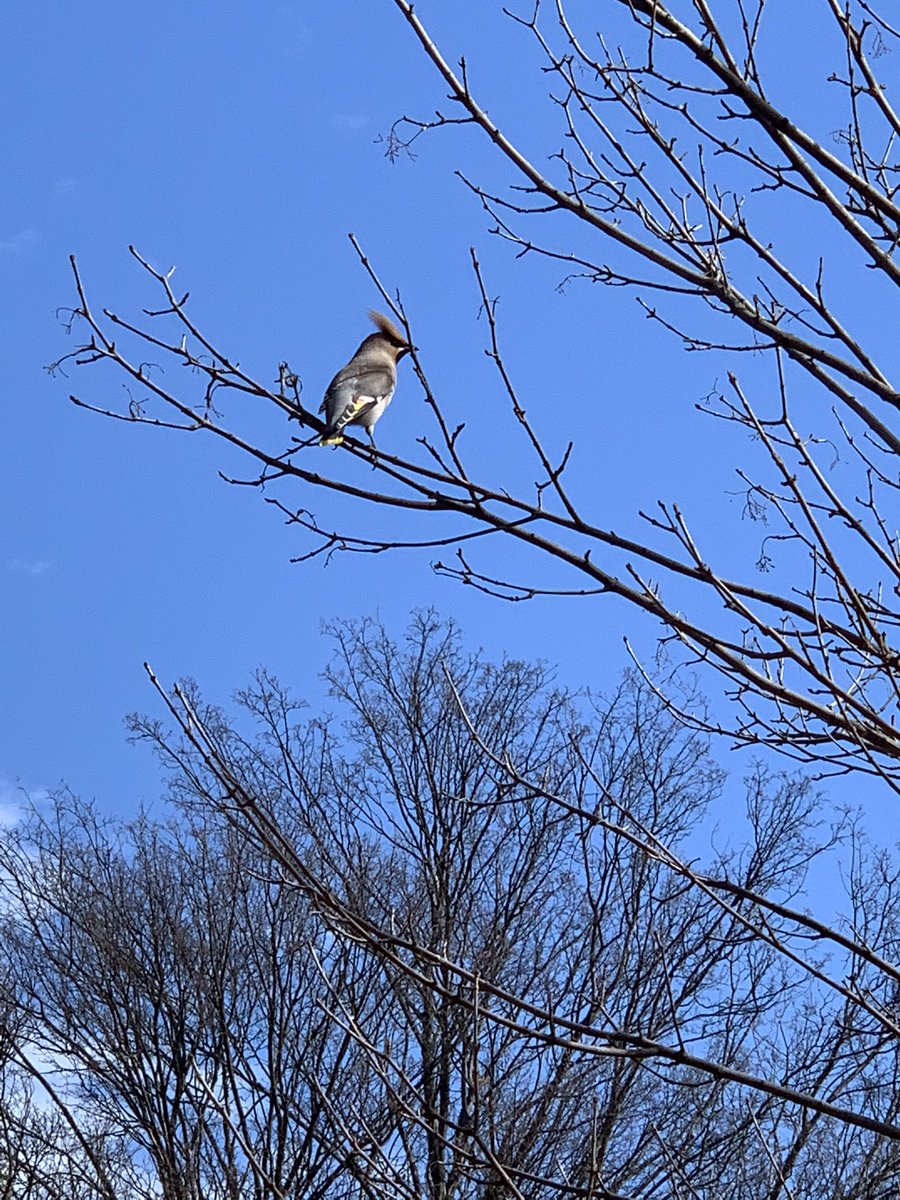 Cay かよん この鳥なんていう鳥でしょうか 3日前も同じ場所にいてこの木がお気に入りなんかな 髪型かっこいい 鳥の名前