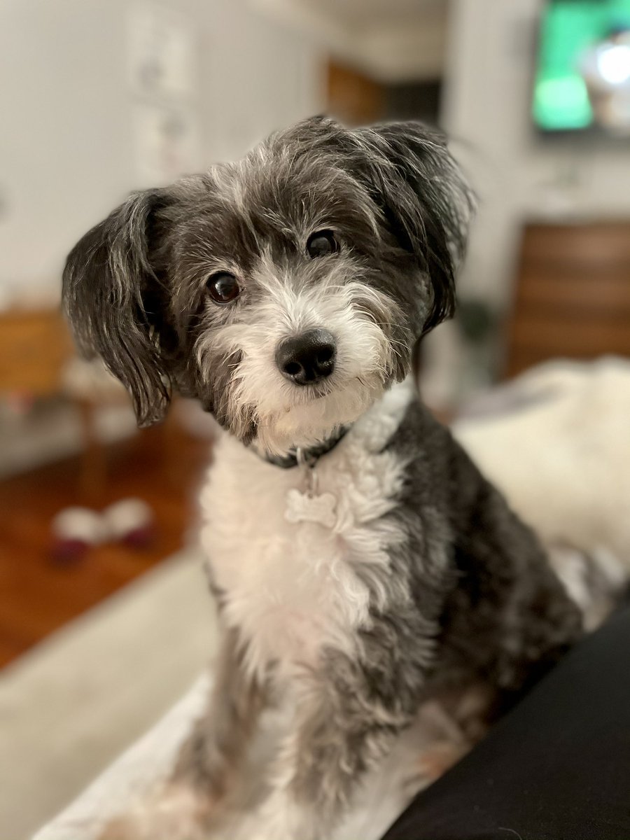 SeaLeap's tweet photo. @jameelajamil My valentine and all around great doggo. https://t.co/40KkgNQb4O
