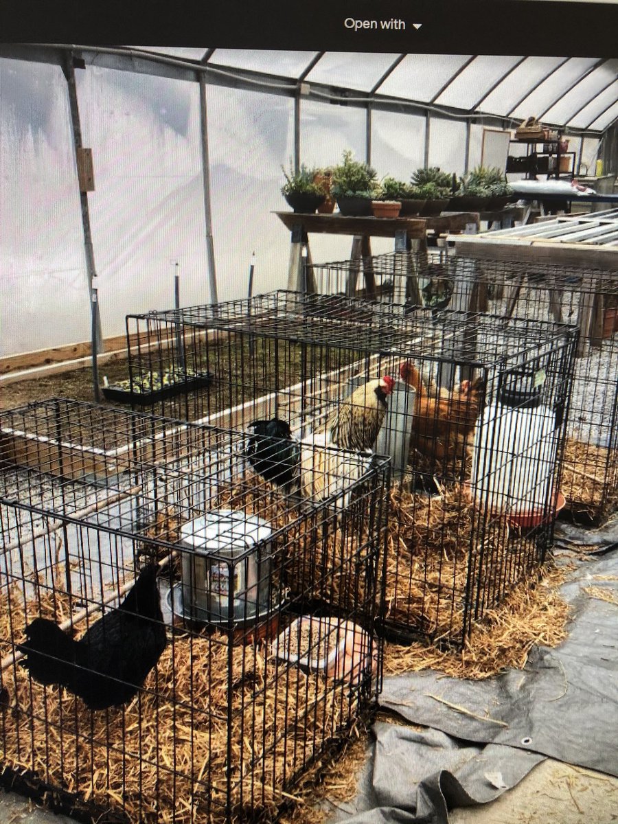 In addition to caring for the Garden during this winter storm, our horticulture team also had to keep our feathered friends safe.  They relocated our chickens and rooster to the greenhouse, where they are now enjoying their tropical getaway!  Hope you are staying safe and warm!