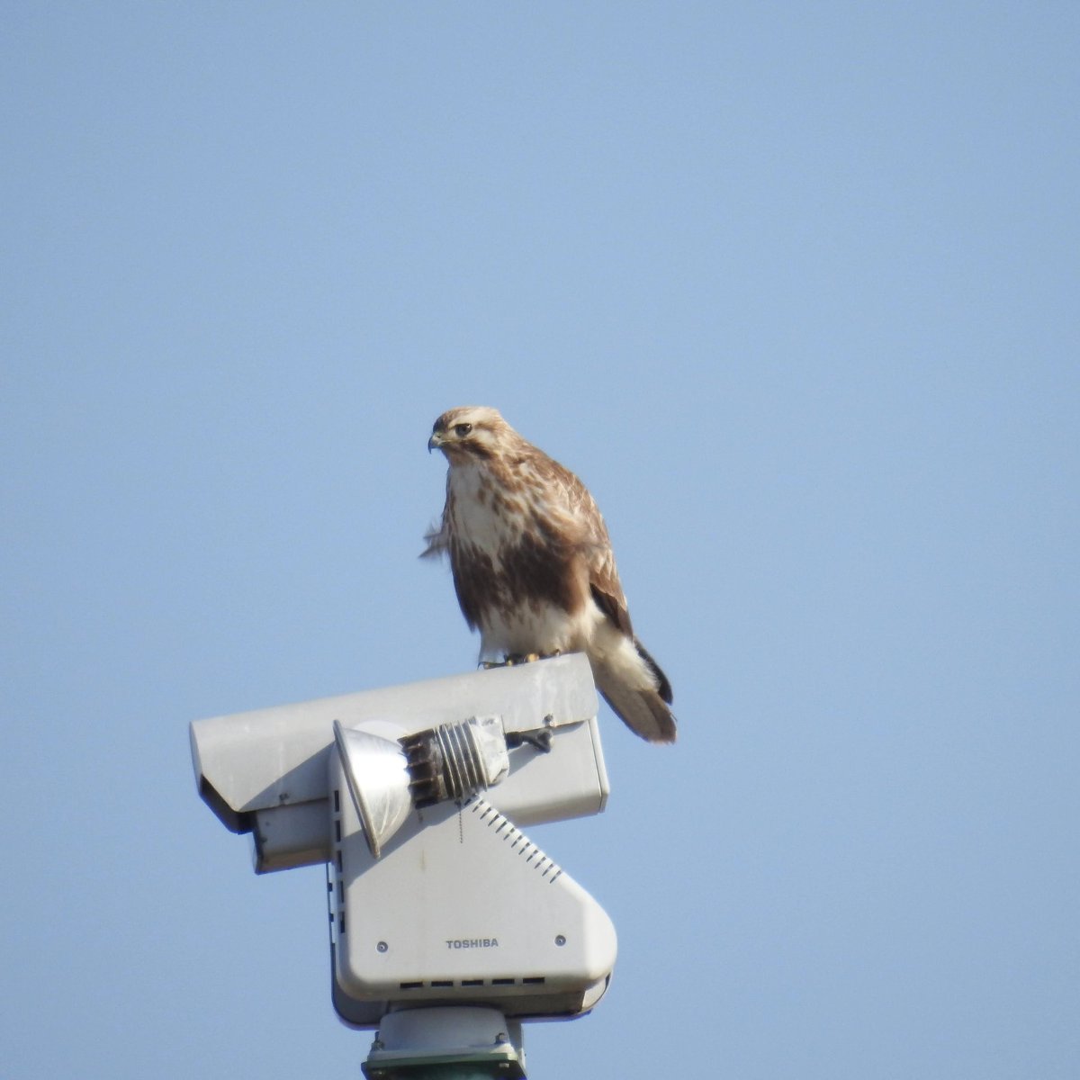 ノスリ Twitter Search