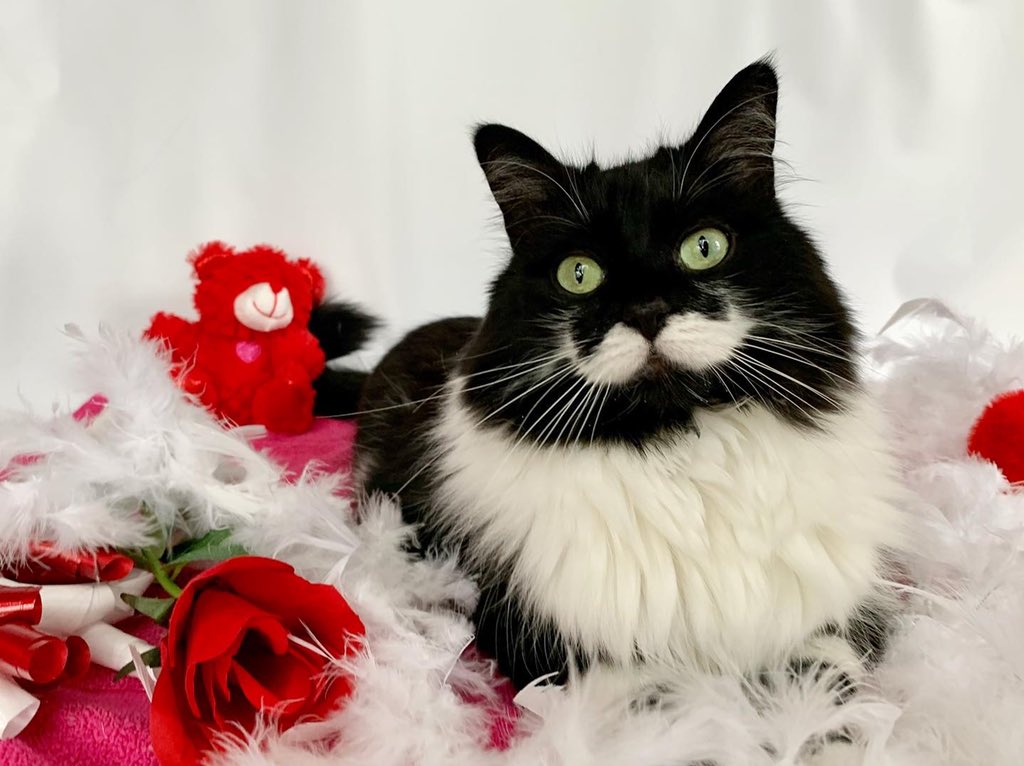 Mouse The Rhymesayers Cat tweet media