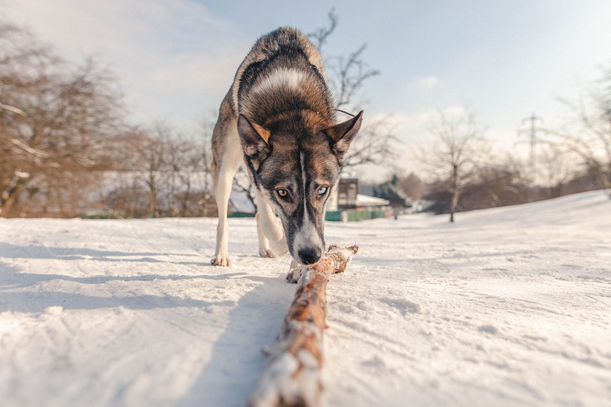 KareaFoto's tweet photo. Focení portrétů nemusí vždy znamenat focení lidí 😊

Také máte svoje zvířecí kamarády tak rádi že je necháte nafotit? 🐾🐾

#kareafoto #hannykarea #portraitphotography #animals #animalportait #nature #natureportrait #dog #dogportrait #winter #zima #canon #canonczsk #fotoskodacz https://t.co/uRNfbmN0Pa
