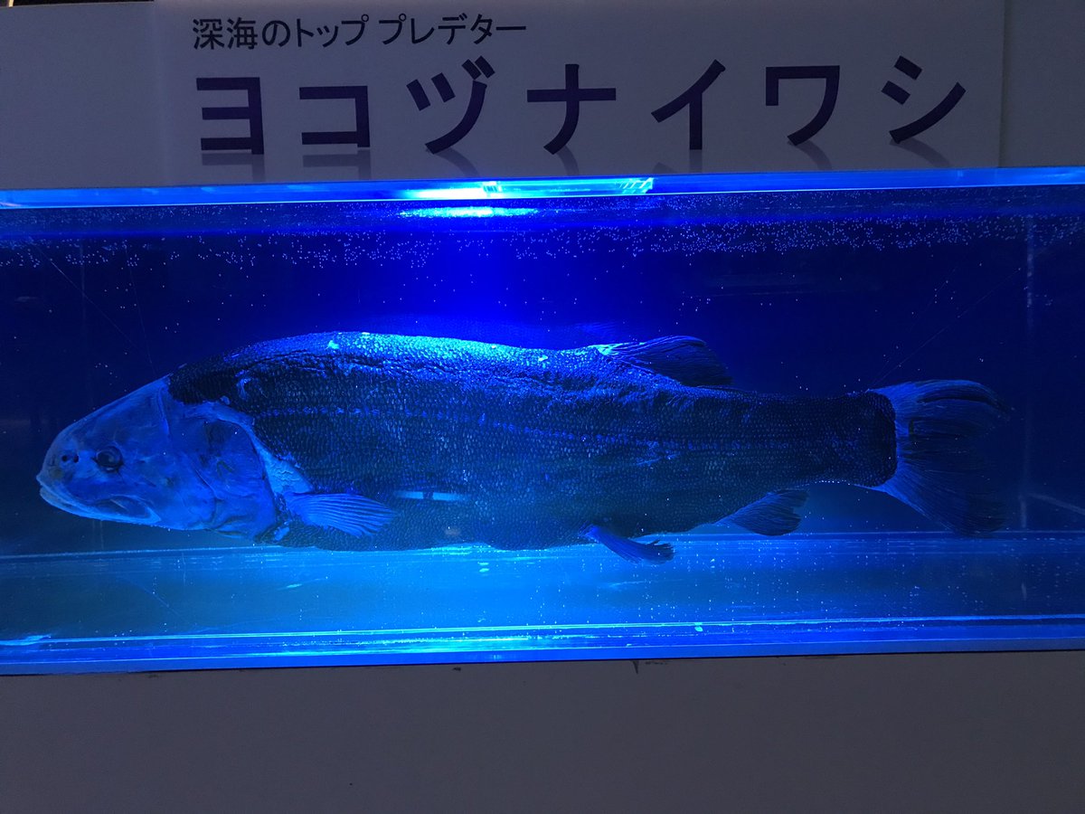Lieto 今話題の ってやつですよね ヨコヅナって横綱か セキトリって関取か 顔の迫力やばかった 今日の1枚 よこづないわし 深海魚 期間限定展示 Lieto 今話題の ってやつですよね ヨコヅナって横綱か セキトリって関取か 顔の迫力やばかった 今日の1枚 よこづないわし 深海魚 期間限定展示