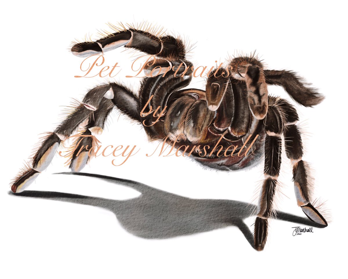 Tarantula watercolour hand drawn digital drawing by Tracey 

What do you think?

#ArtistOnTwitter #art #artist #digitalart #artshare #artwork @MrTarantula_  #tarantula #spider #handdrawn #illustration #petportrait