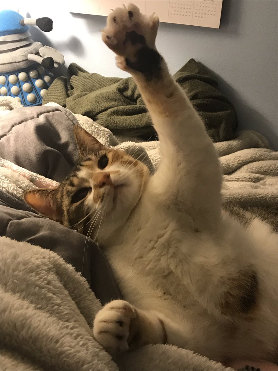 OatmealYour's tweet image. Your daily Oatmeal is reaching for the stars this Valentine’s Day, and wants to get to 100 followers! Please give a RT if you can ❤️
#CatsOfTwitter