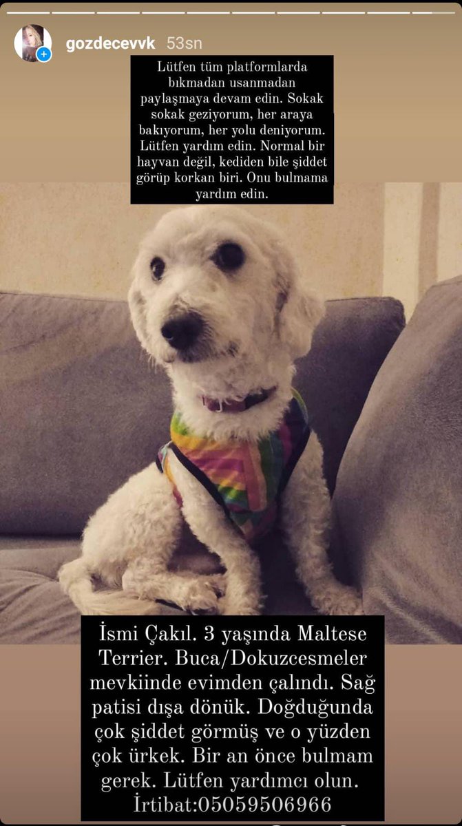#çakılkayıp İsmi Çakıl, 3 yaşında. Cinsi Maltese Terrier. İzmir/Buca'da evimden çalındı. Sağ patisi dışa dönük, tek kulağı yatık beyaz bir çocuk. Bulan kişiye ödül verilecek. Çok ürkek bir hayvan. Sokakta veya başkasıyla yaşayamaz. LÜTFEN YARDIM EDİN!!!!