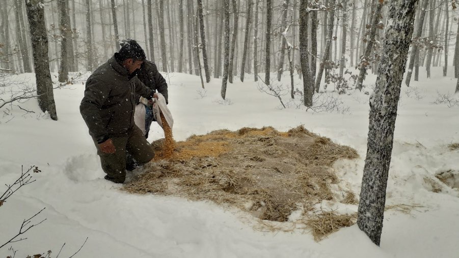 Zorlu mevsim şartlarında yaban hayatı da unutulmadı…

Kış mevsimi boyunca ağır geçen hava koşullarında yaban hayatı unutulmayarak Doğa Koruma ve Milli Parklar Müdürlüğümüz ekiplerince tabiata yem bırakıldı. ++