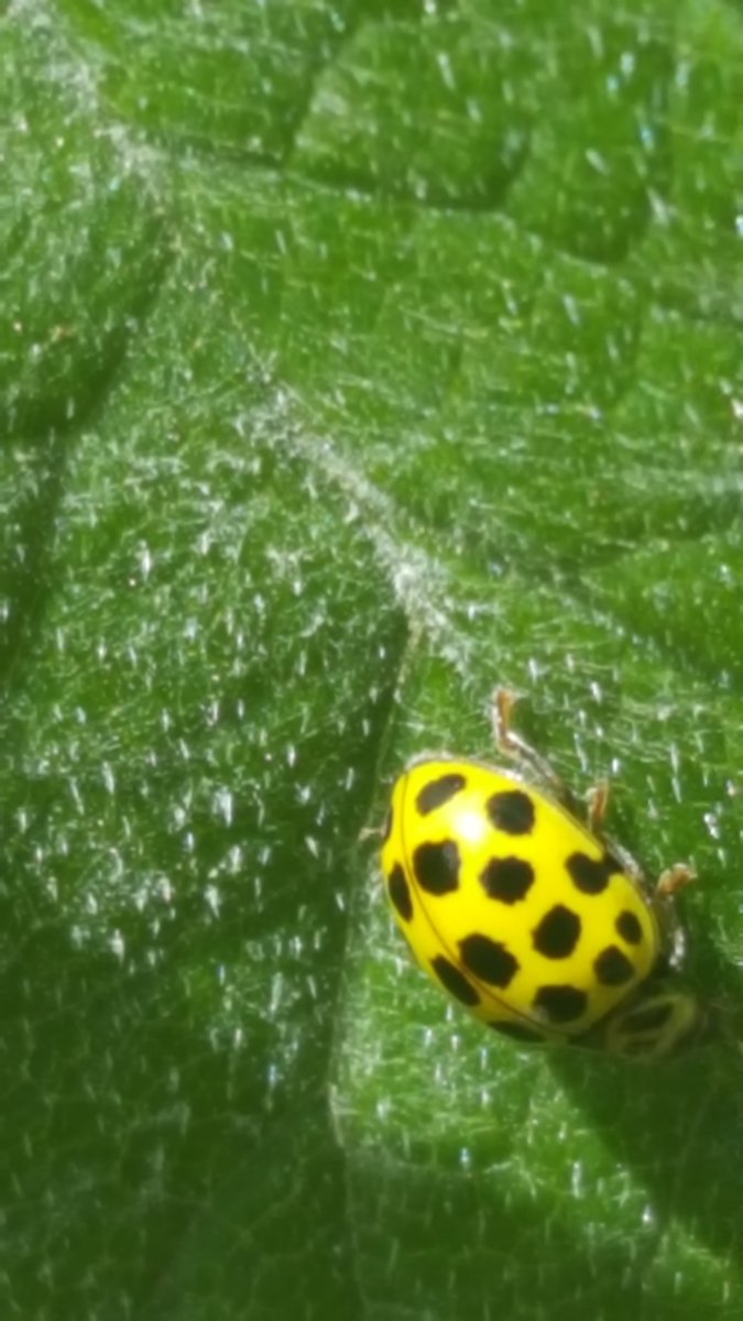 22 spot ladybird. A mould eating ladybird....