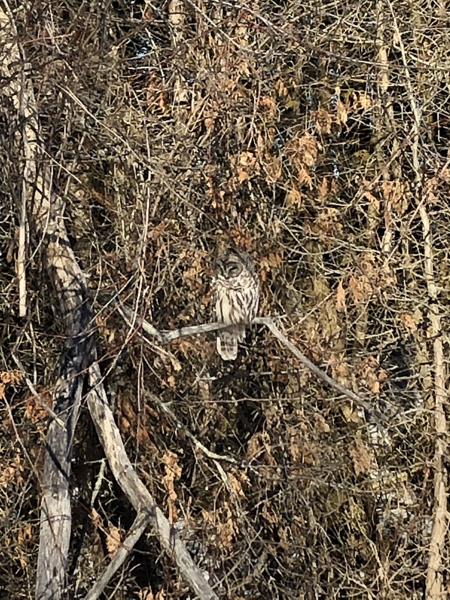 When I was leaving the park I saw this beautiful big guy.  

#owls #winter #LakeOntario Presqu’ile #provincialpark