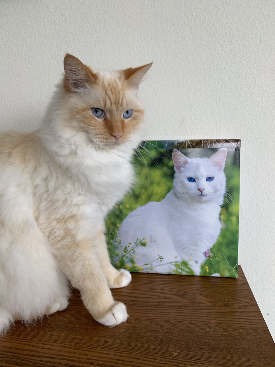 Wrapped my Valentine’s Day gift with pages from an expired cat calendar this year and wondering why I haven’t done this every year 😻