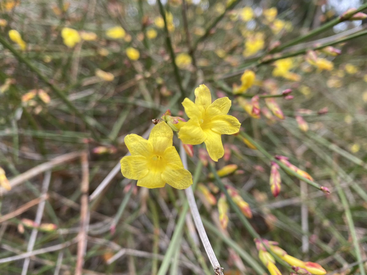 schnattchenrena's tweet photo. Golden winter jasmine (Jasminum nudiflorum) for #AlphabettyBlooms with 'J' 💛 https://t.co/XaxqT335Ep