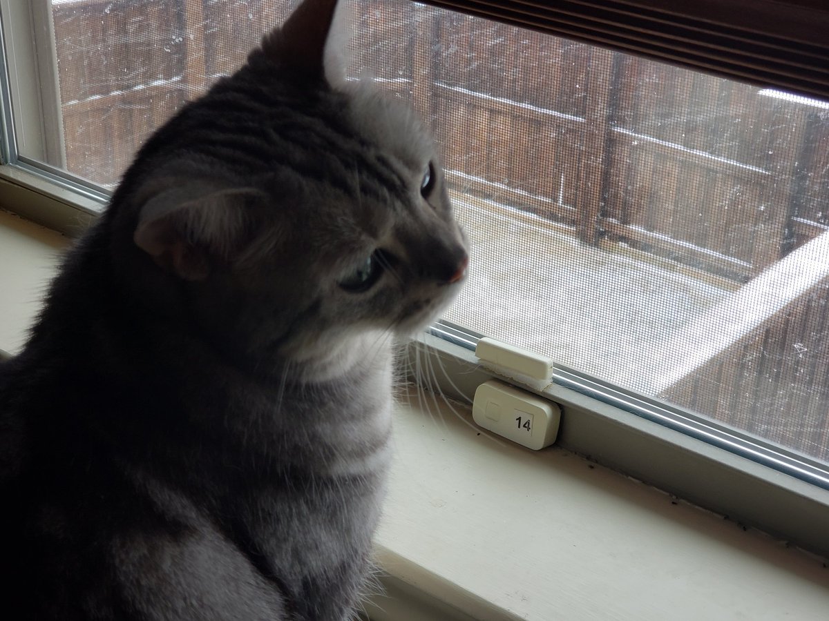 JenAlyx's tweet photo. My fur-babies enjoying the snow #catsofwinter https://t.co/RStvkDmSO3