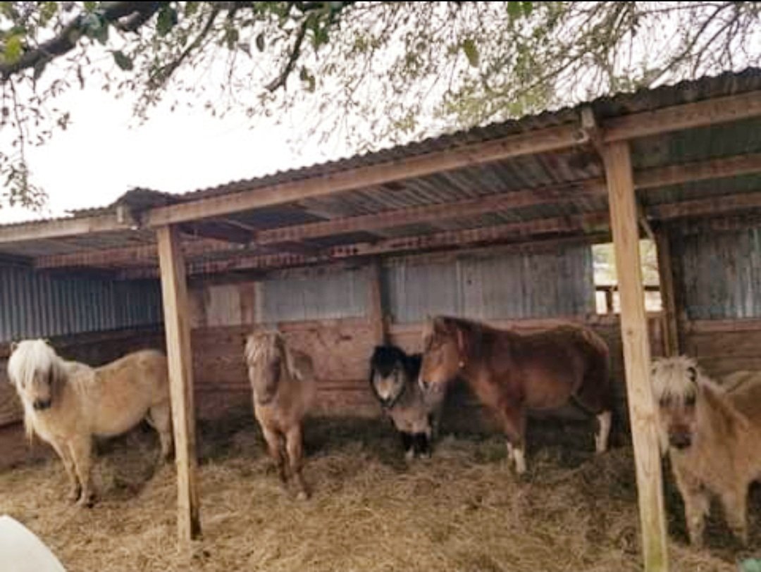 We received pictures of our newest minis in quarantine in Louisiana. Tammy reports they are very smart and are staying in their shelter where they are warm and dry. ❤
PalominoRidgeRanchHorseRescue.org
#donate #pledge #give #help #horse #rescue #SavingLives #NoHorseSlaughter