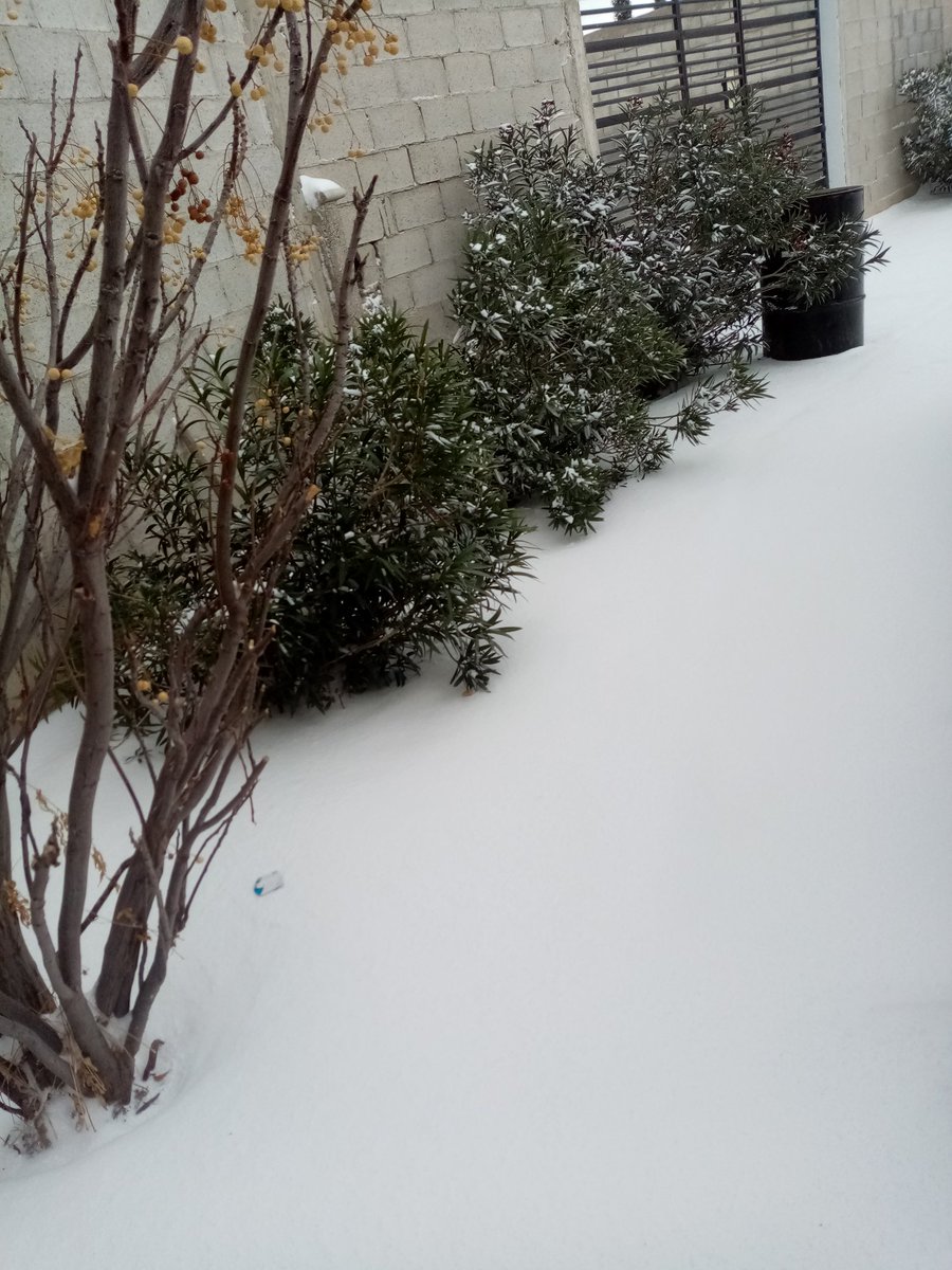 alvez_rebeca's tweet photo. #FelizSanValentin así amaneció el patio de mi casa este #14defebrero - 10°c,sensación térmica de - 14 °c, mi jardín #DiaDeLosEnamorados de todos modos les deseo a todos un #FelizSanValentin y un  #FelizDomingo 💞💞🥰🥰🥰🥰💗 https://t.co/LvCOgjHNeb