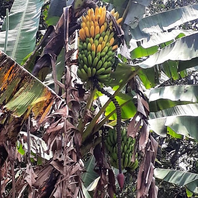 YantzaFarm's tweet photo. 🍌 Guineo tipo seda 👌 #banana #ecuador #tropicalfruit #permatree #guineoseda https://t.co/csRV7Pc1sr