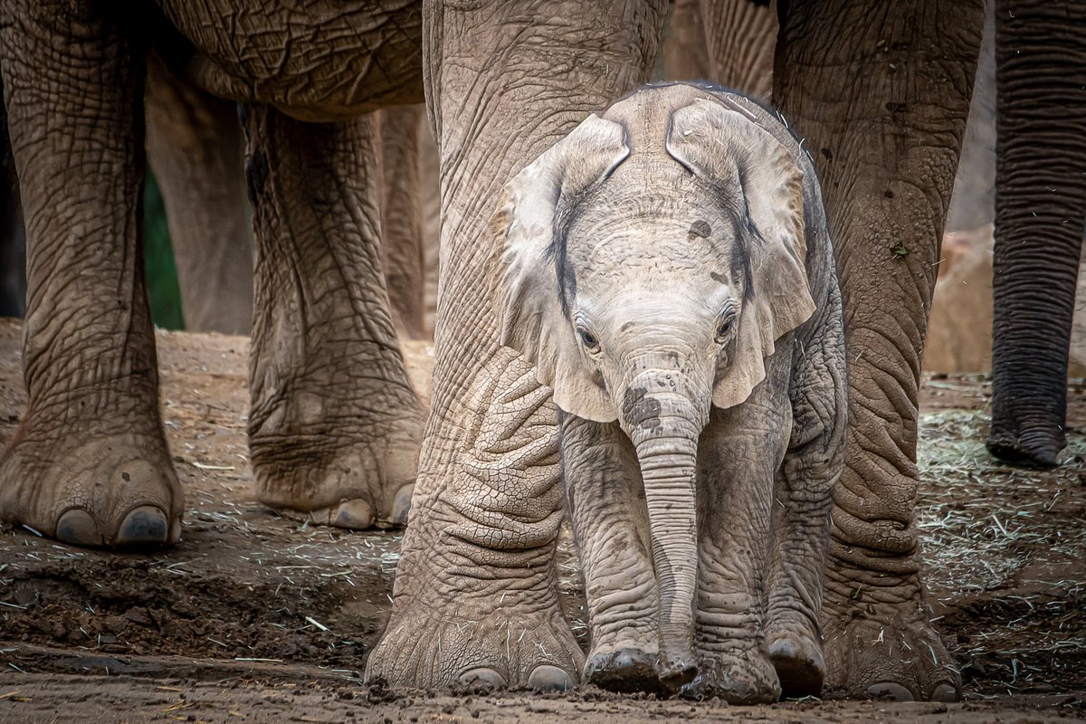 Flash-pach to a newborn Zuli.  #inphant
📷Helene Hoffman