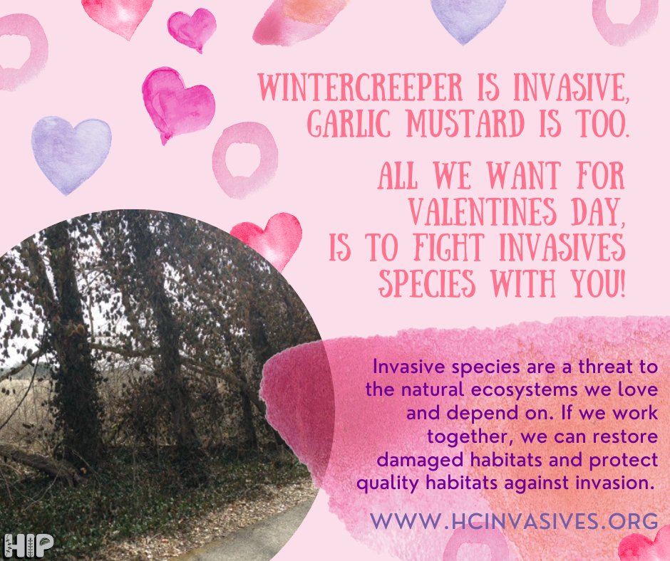 HCinvasives tweet media